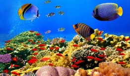 一线吃瓜by海底见月免费阅读,海底见月带你领略免费阅读的精彩世界